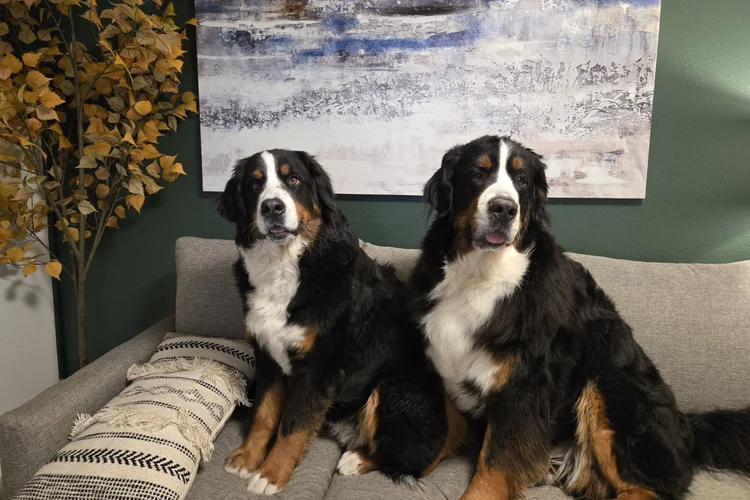Both Bernese Mountain Dogs sitting side by side on a sofa