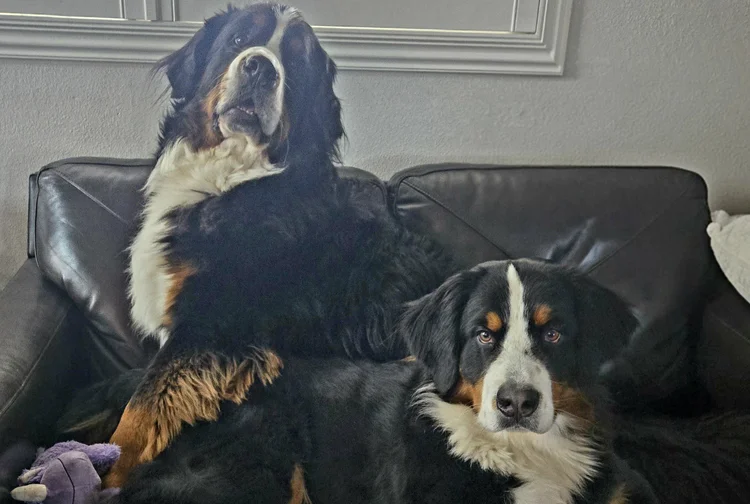 Both dogs resting on a couch at home