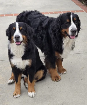 Both dogs standing together on a driveway