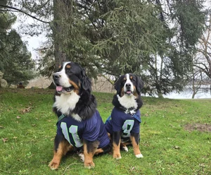 Both dogs outdoors in matching navy jerseys