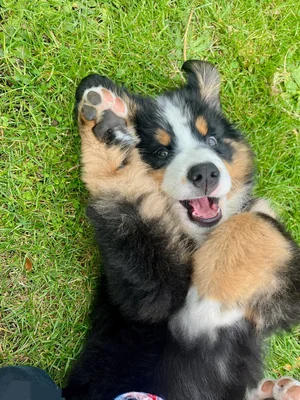 A Bernese Mountain Dog puppy rolling in the grass